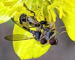 Sphegina