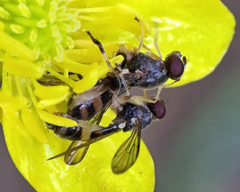 Sphegina