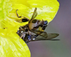 Sphegina