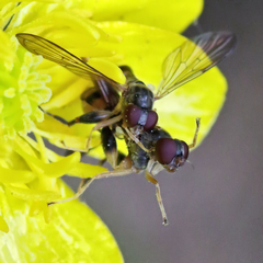 Sphegina