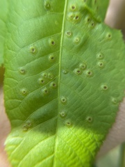 Phylloxera foveola