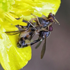 Sphegina