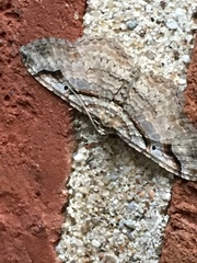 Costaconvexa