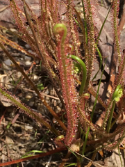 Drosera filiformis