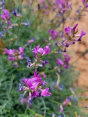 Astragalus coltonii