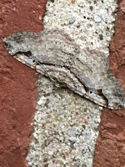 Costaconvexa