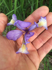 Iris prismatica