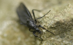 Bibio leucopterus