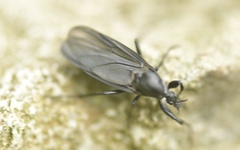 Bibio leucopterus