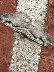 Costaconvexa