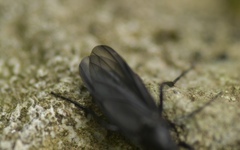 Bibio leucopterus
