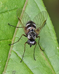 Chrysopilus fasciatus