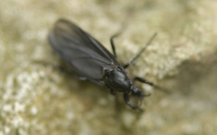 Bibio leucopterus