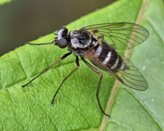 Chrysopilus fasciatus