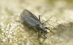 Bibio leucopterus