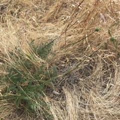 Acaena pinnatifida californica