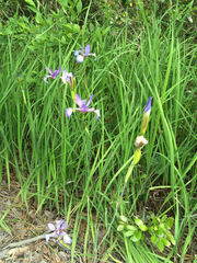 Iris prismatica