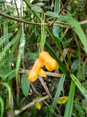 Columnea strigosa