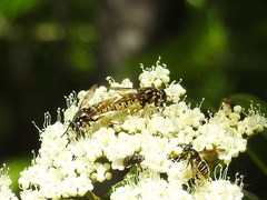 Temnostoma alternans