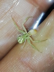 Thomisidae