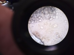 Cladosporium cladosporioides