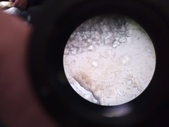 Cladosporium cladosporioides