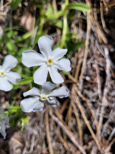 lesser showy stickseed (Hackelia venusta)
