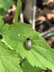 Gallerucida flavipennis
