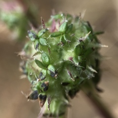 Acaena pinnatifida californica