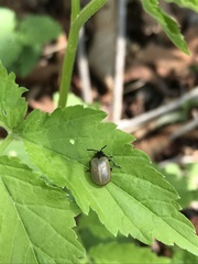 Gallerucida flavipennis