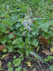 Camassia angusta