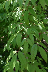 Acer mandshuricum