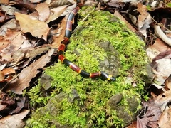 Pliocercus elapoides