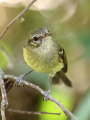 Mottle-Cheeked Tyrannulet photo 5