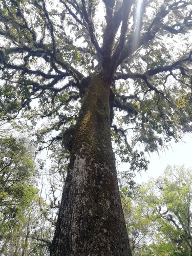 Mexican Royal Oak