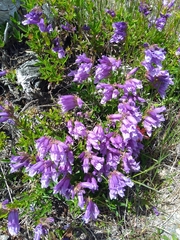 Penstemon cardwellii