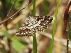 Eufidonia discospilata