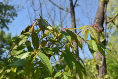 Acer mandshuricum