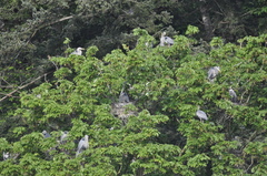 Ardea herodias fannini