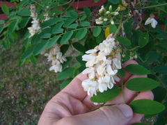 Robinia pseudoacacia