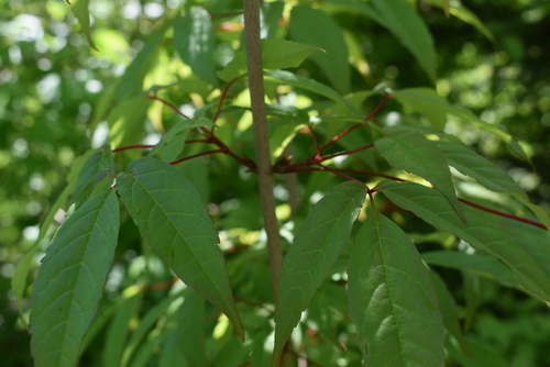 Image of Acer mandshuricum by (c) Repina Tatyana, some rights reserved (CC BY)