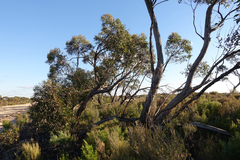Eucalyptus arenacea