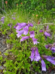 Penstemon cardwellii