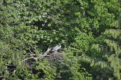 Ardea herodias fannini