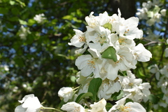 Malus mandshurica