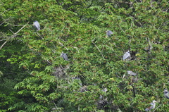 Ardea herodias fannini