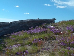 Penstemon cardwellii