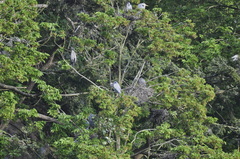 Ardea herodias fannini