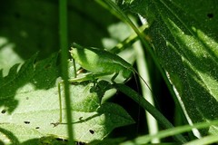 Isophya camptoxypha