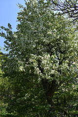 Malus mandshurica